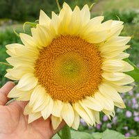 
    



Sunflower 'Procut® White Lite' F1

