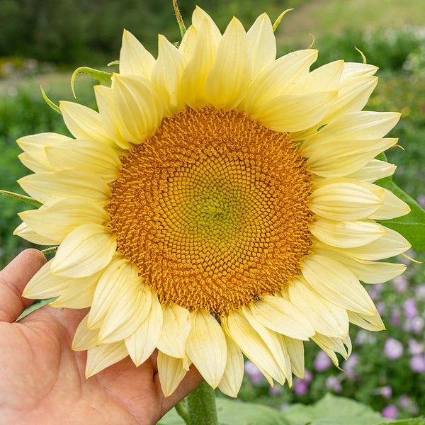 
    



Sunflower 'Procut® White Lite' F1
