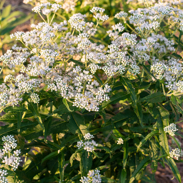 
    



Boneset
