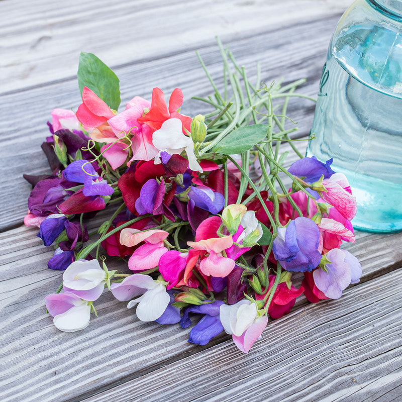 Sweet Pea Seeds