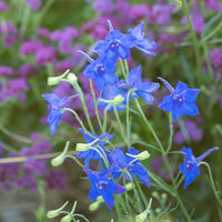 
    



Delphinium 'Blue Butterfly'
