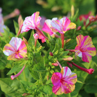 
    



Four O'Clock 'Marbles Tricolor'
