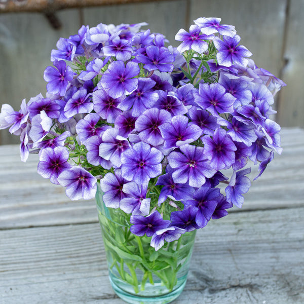 
    



Phlox 'Blueberry Swirl' 
