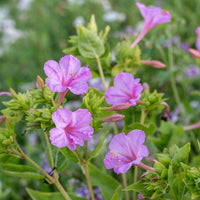 
    



Four O'Clock 'Pink'
