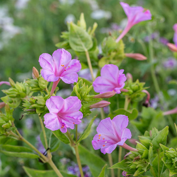 
    



Four O'Clock 'Pink'
