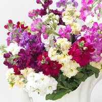 
    



Stock 'Anytime Mix'
