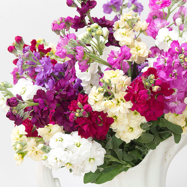 
    



Stock 'Anytime Mix'
