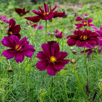 
    



Cosmos 'Fandango'
