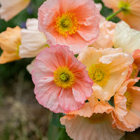 
    



Poppy - Iceland 'Colibri Dolce Vita Mix' F1
