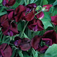 
    



Sweet Pea 'Black Knight'
