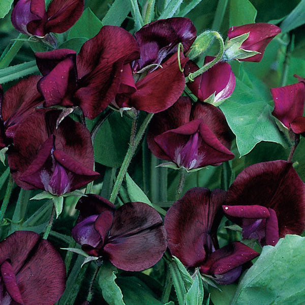 
    



Sweet Pea 'Black Knight'
