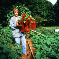 
    



Amaranth 'Love Lies Bleeding'
