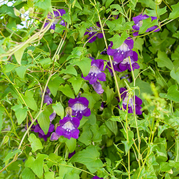 
    



Asarina 'Joan Lorraine'
