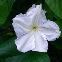 
    



Moonflower 
