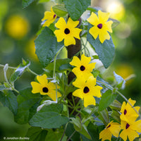 
    



Black-eyed Susan Vine 'Sunny™ Lemon Star' 
