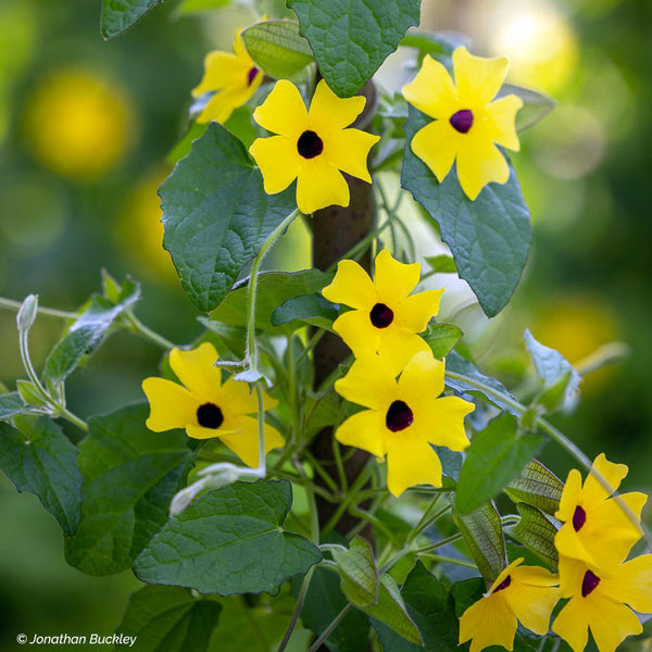 
    



Black-eyed Susan Vine 'Sunny™ Lemon Star' 
