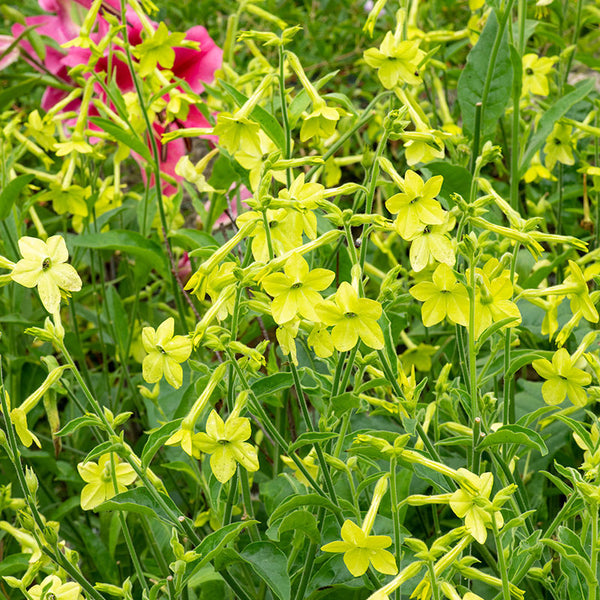 
    



Tobacco 'Lime Green'

