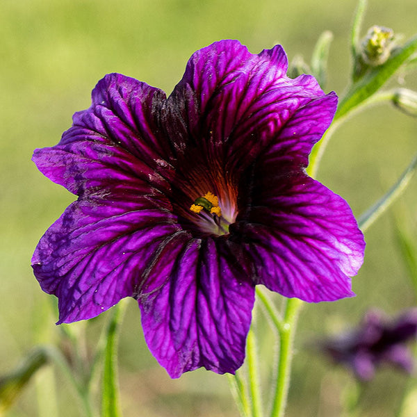 
    



Painted Tongue 'Kew Blue'
