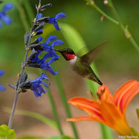 
    



Salvia 'Black & Blue' 
