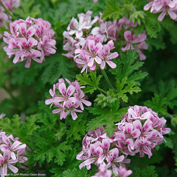
    



Geranium 'True Rose' 
