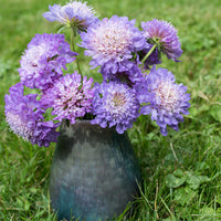 
    



Sweet Scabious 'Blue Cockade'

