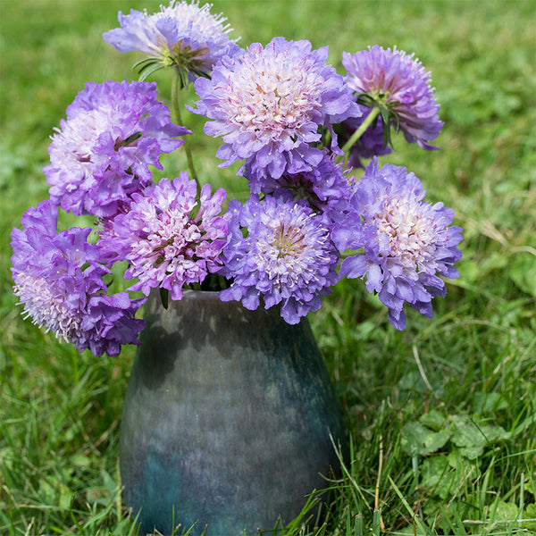 
    



Sweet Scabious 'Blue Cockade'
