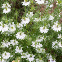 
    



Love-in-a-Mist 'Miss Jekyll Alba'
