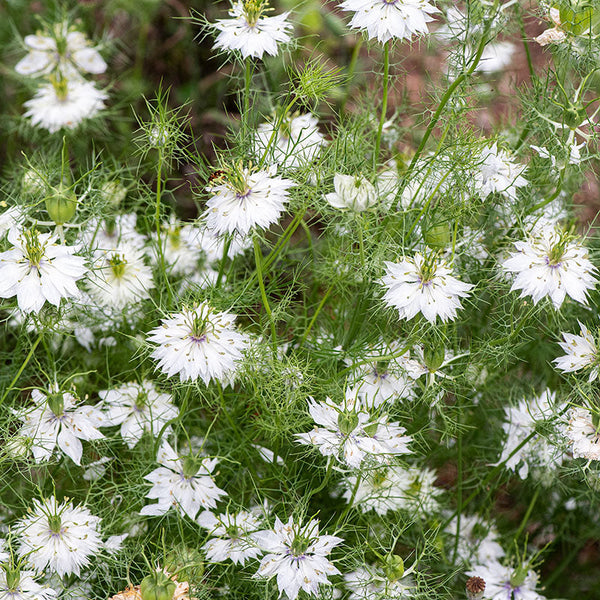 
    



Love-in-a-Mist 'Miss Jekyll Alba'
