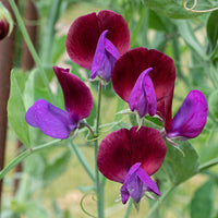 
    



Sweet Pea 'Cupani's Original'

