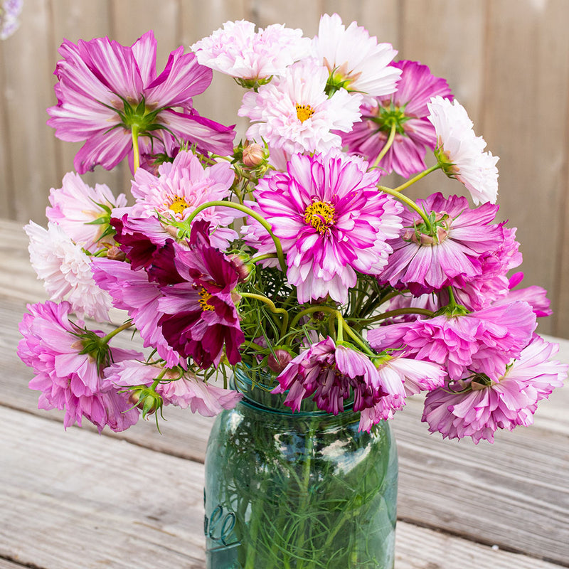 Seeds for Cut Flowers