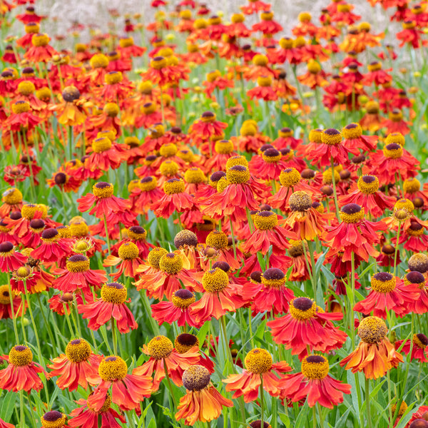 
    



Helenium 'Moerheim Beauty' 
