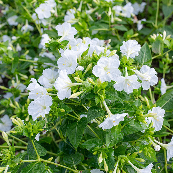 
    



Four O'Clock 'Alba'
