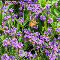 
    



Verbena - Vervain
