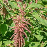 
    



Amaranth 'Coral Fountain'
