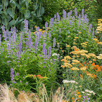 
    



Agastache 'Giant Hyssop'
