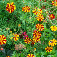 
    



Marigold 'Harlequin'
