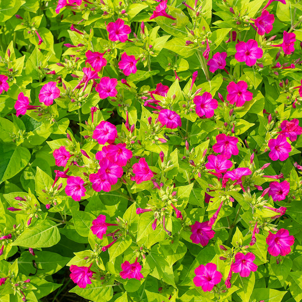 
    



Four O'Clock 'Limelight' Organic
