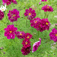 
    



Cosmos 'Cranberries'
