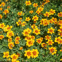 
    



Marigold 'Naughty Marietta'
