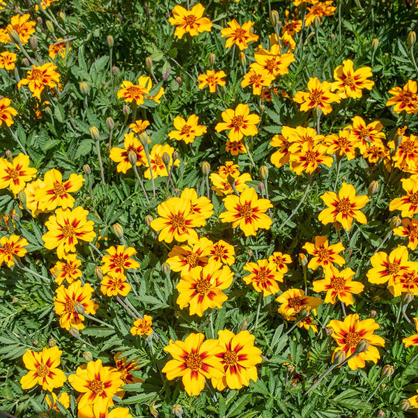 
    



Marigold 'Naughty Marietta'
