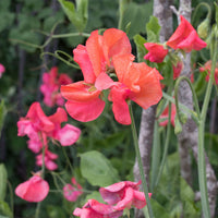 
    



Sweet Pea - Spencer 'Prince of Orange'
