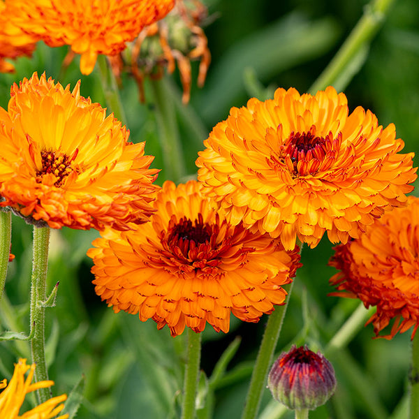 
    



Calendula 'Neon'
