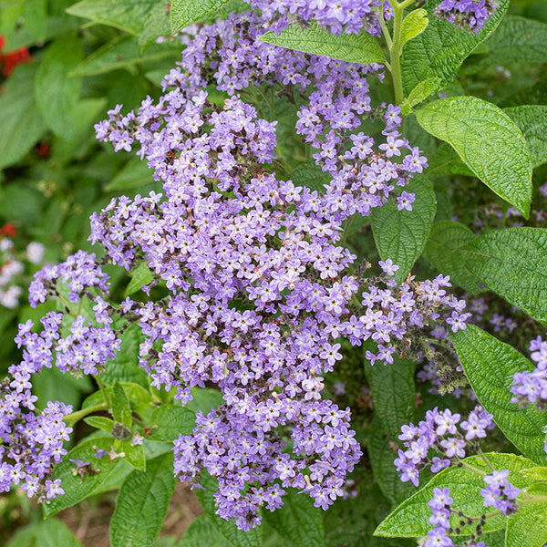 
    



Heliotrope 'Select Amaretto' 

