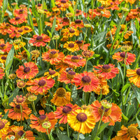 
    



Helenium 'Mardi Gras' 

