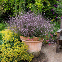 
    



Verbena 'Bampton' 
