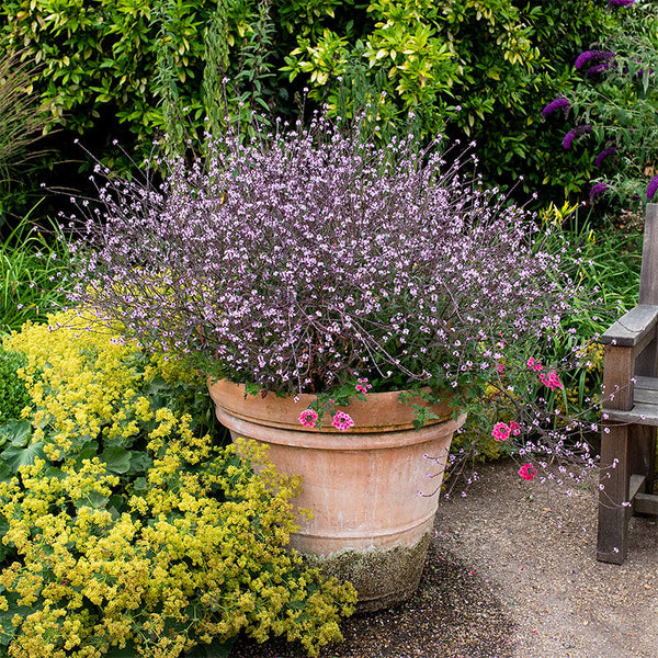 
    



Verbena 'Bampton' 
