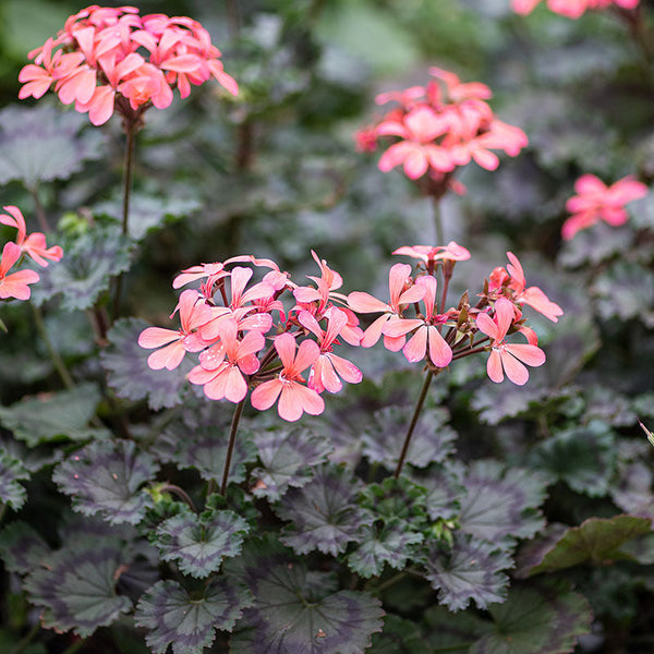 
    



Geranium 'Grossersorten' 
