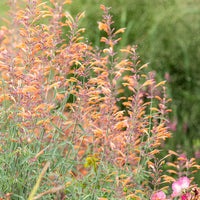 
    



Agastache 'Apache Sunset' 
