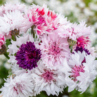 
    



Cornflower 'Classic Romantic'
