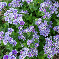 
    



Phlox 'Sugar Stars'
